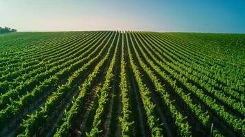 filas de plantas en un campo visto desde encima debajo un claro cielo foto