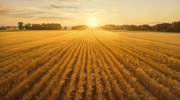 The sun sets over a wheat field, painting the sky with warm colors photo