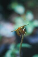 dragonfly on a plant in the garden photo