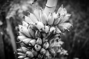 banana tree in the garden photo