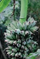 banana tree in the garden photo