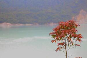 Image of flower plants and trees in the lake photo