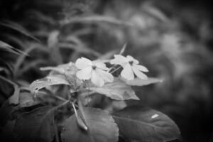 flowers and plants in the garden photo