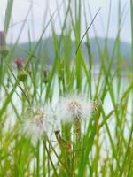 Image of flower plants and trees in the lake photo