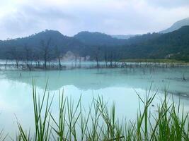 Image of flower plants and trees in the lake photo