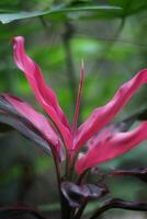 image of traditional medicinal plants photo