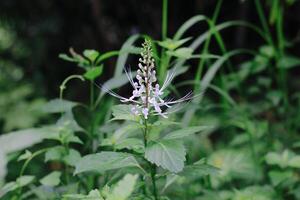 flowers and plants in the garden photo