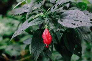 flowers and plants in the garden photo