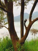 Image of flower plants and trees in the lake photo