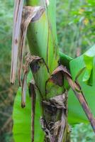 banana tree in the garden photo