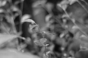 dragonfly on a plant in the garden photo