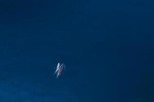 Aerial view of couple bottlenose dolphins in sea. Copy space with dolphins. photo