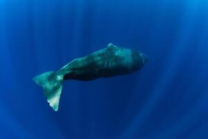 Sperm whales underwater in blue deep ocean in Mauritius. photo