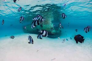 Ocean scene with wreck of boat at sandy bottom and school of fish, underwater in Mauritius photo