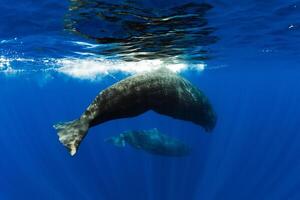 Sperm whales swimming in blue ocean, Mauritius. photo