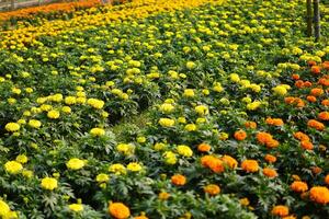 Enjoy an attractive beautiful flower garden and flowers photo