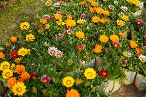 disfrutar un atractivo hermosa flor jardín y flores foto