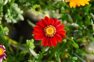 Enjoy an attractive beautiful flower garden and flowers photo