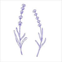 lavanda. mano pintado lineal flores gráfico clipart aislado en antecedentes. botánico y Boda ilustración. para diseñadores, invitaciones, decoración, postales, envase papel vector