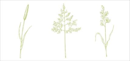 Set of meadow dry plants. Squirrel's tail grass, Millet Grass . Hand painted graphic setaria viridis, Milium effusum isolated on background. Botanical, Medicinal and Herbal illustration. For vector