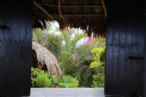 Bamboo house, natural wood Eco house, texture, art tree in the tropics photo