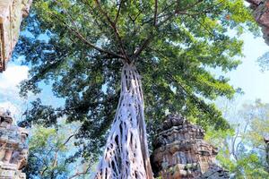 Huge roots of jungle trees in the temples of Cambodia photo