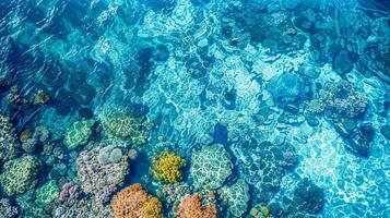 Aerial view of a fluid coral reef in the underwater ocean photo