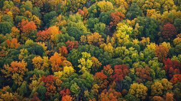 Fall foliage in forest trees changing colors from aerial view photo