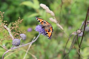 abejorro y mariposa recoger néctar en azul flor foto