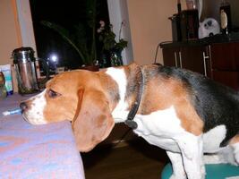 Beagle domestic dog, uses furniture for games and rest photo