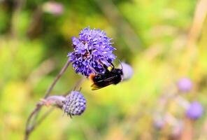 abejorro y mariposa recoger néctar en azul flor foto