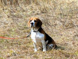 Beagle domestic dog, uses furniture for games and rest photo