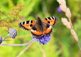 abejorro y mariposa recoger néctar en azul flor foto