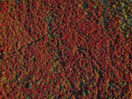 Blooming poppy field from Aerial view. Red flowers in outdoor photo