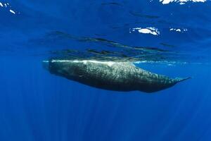Sperm whales swim in blue ocean Mauritius. photo