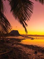 Sunset and coconut palm leaves with Le Morn mountain on background in Mauritius. photo