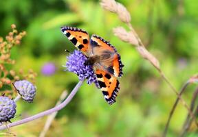 Bumblebee and butterfly collect nectar on blue flower photo