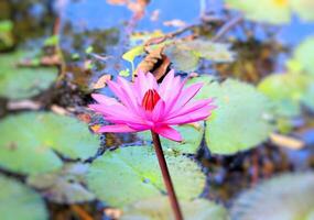 Pink lotuses grow in the lake photo