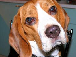 beagle Doméstico perro, usos mueble para juegos y descanso foto