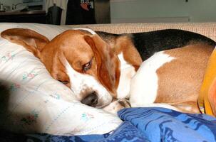 Beagle domestic dog, uses furniture for games and rest photo