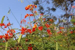 Acacia bush blooms with red flowers photo