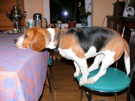 Beagle domestic dog, uses furniture for games and rest photo