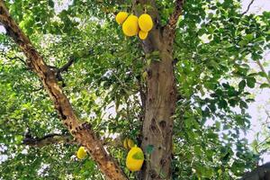 Plants and fruits of rain forests photo