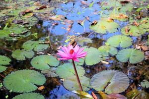 Pink lotuses grow in the lake photo