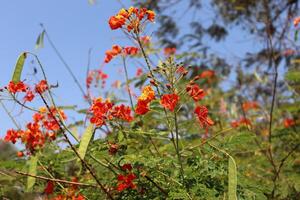 Acacia bush blooms with red flowers photo