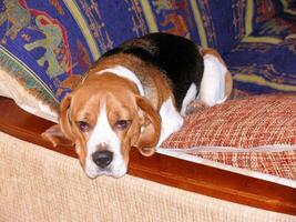 Beagle domestic dog, uses furniture for games and rest photo