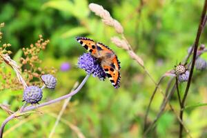 Bumblebee and butterfly collect nectar on blue flower photo