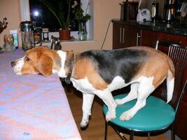 beagle Doméstico perro, usos mueble para juegos y descanso foto