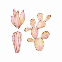 Watercolor cactus, desert mexican plants vector