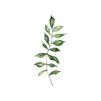 Branch with green leaves watercolor vector